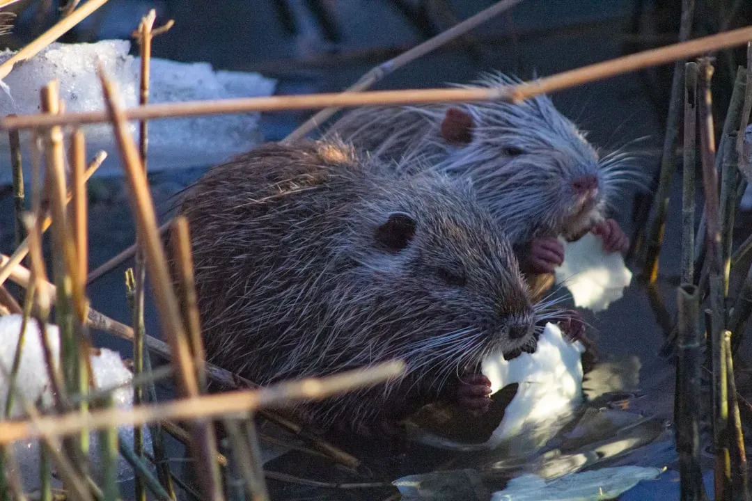 #9. Beaver Wetlands Resist Wildfires (Image Credits: Unsplash)