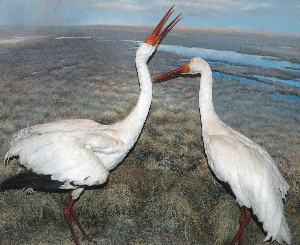 8. The Siberian Crane: Securing the Long Road Home (James St. John, Flickr, CC BY 2.0)