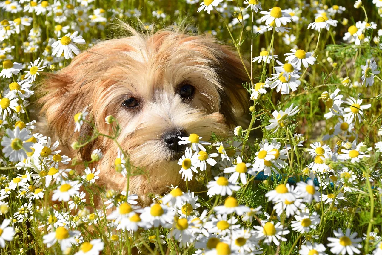 #16 - Havanese: Velcro Lite That Still Struggles Alone (Image Credits: Pixabay)