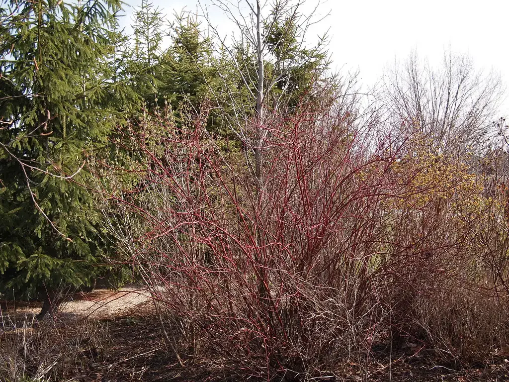 7. Red Twig Dogwood (Cornus sericea) - Year-Round Value (F. D. Richards, Flickr, CC BY-SA 2.0)