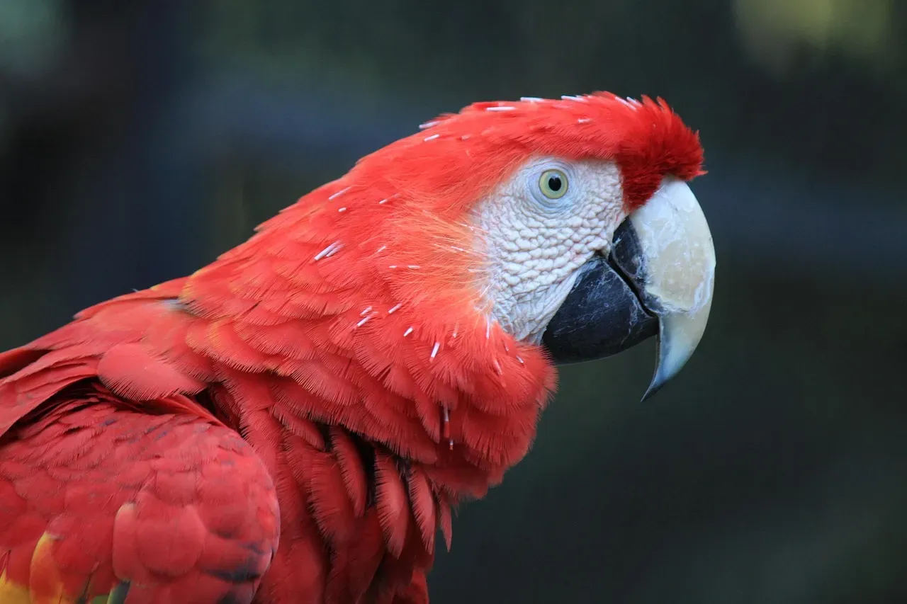 Scarlet Macaw: A Flame in Flight (Image Credits: Pixabay)