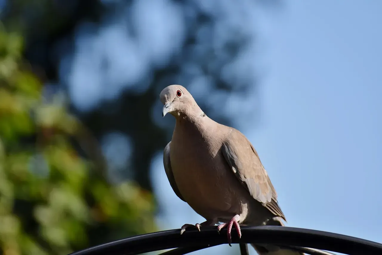 5. The Passenger Pigeon: When Billions Became Zero (Image Credits: Pixabay)