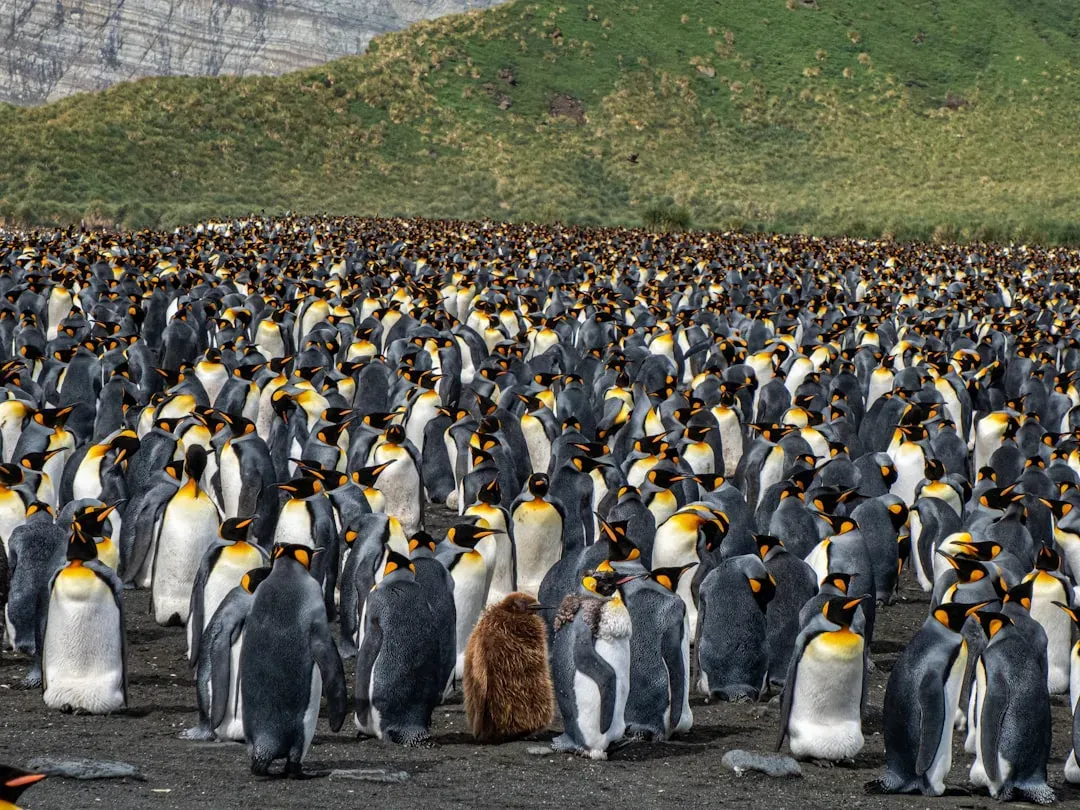 6. Huddling for Collective Warmth (Image Credits: Unsplash)