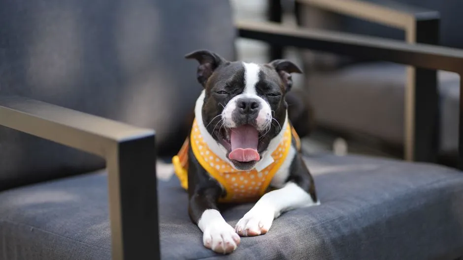 10. Try Cooling Mats, Vests, and Bandanas (Image Credits: Pexels)