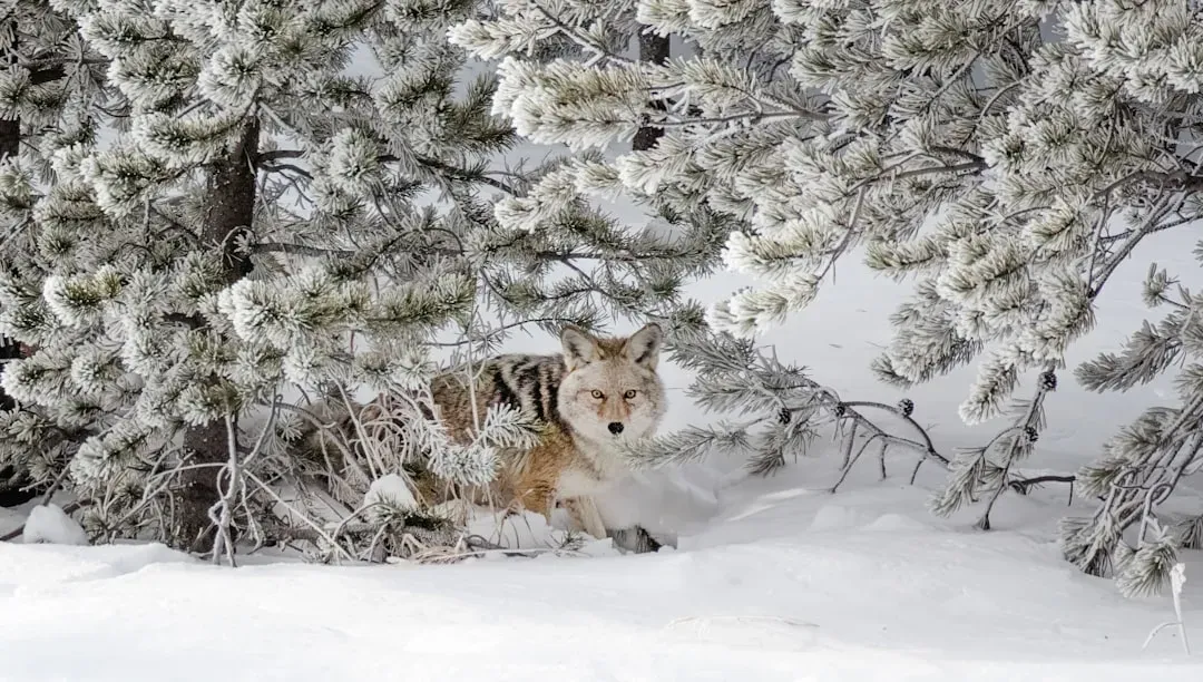 Appreciating Wildlife in Our Backyards (Image Credits: Unsplash)