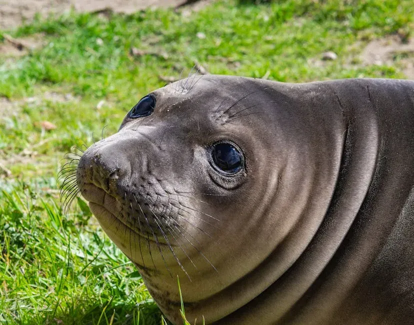 7. Northern Elephant Seal: The Deep-Diving Distance Champion (Image Credits: Pexels)