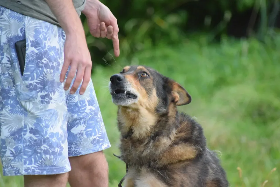 Conclusion: Your Dog Has Been Talking. Time to Start Listening. (Image Credits: Unsplash)