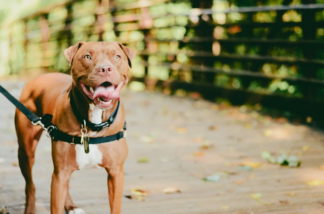 #12 - American Pit Bull Terrier: Strong, Social, and Sometimes Too Intense (Image Credits: Unsplash)