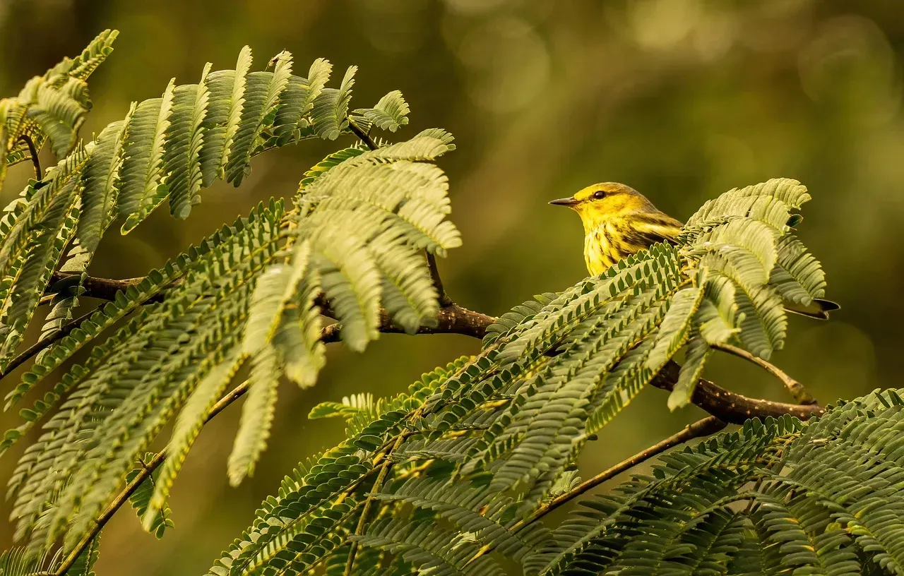 The Colima Warbler: For Those Willing to Hike (Image Credits: Pixabay)