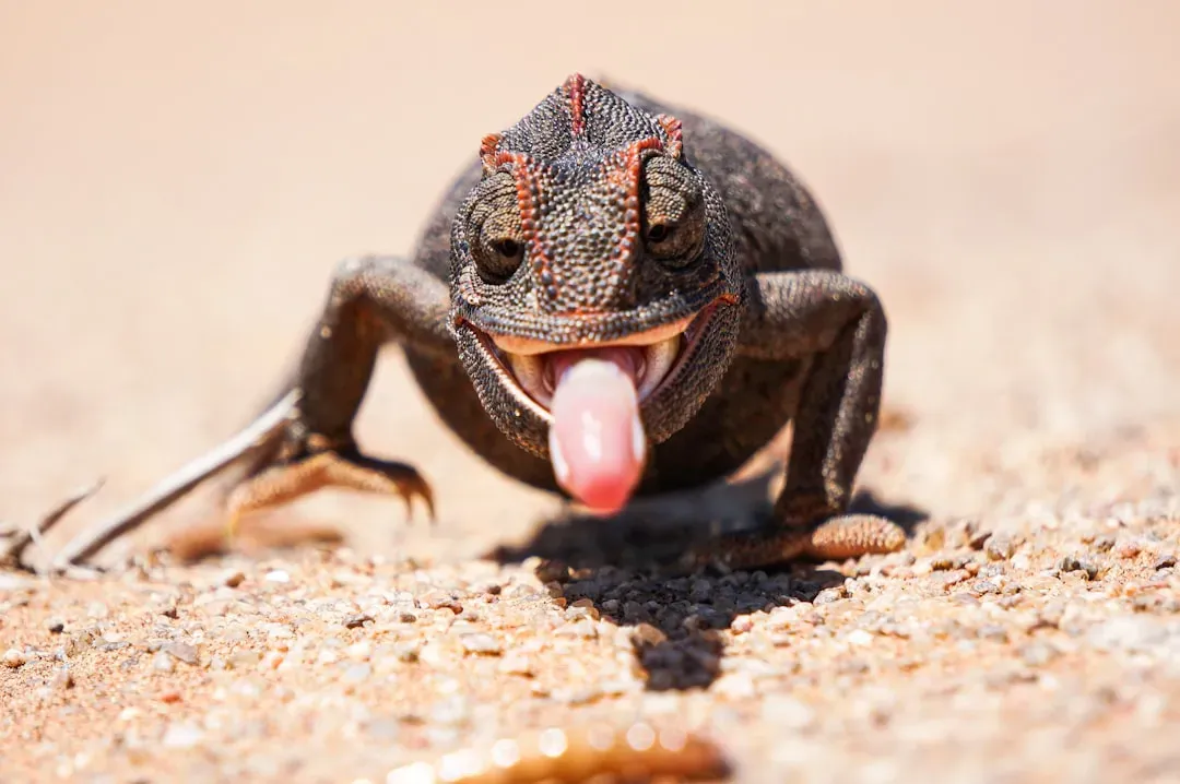 #10: Their Tongue Works Just as Well in the Cold (Image Credits: Unsplash)