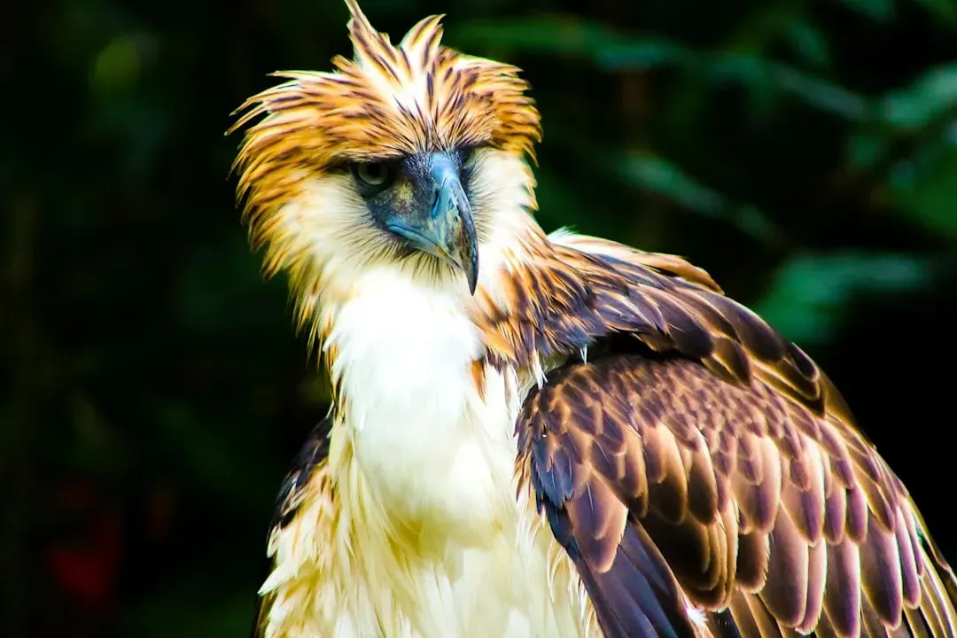 They're Monogamous and Mate for Life (Image Credits: Unsplash)