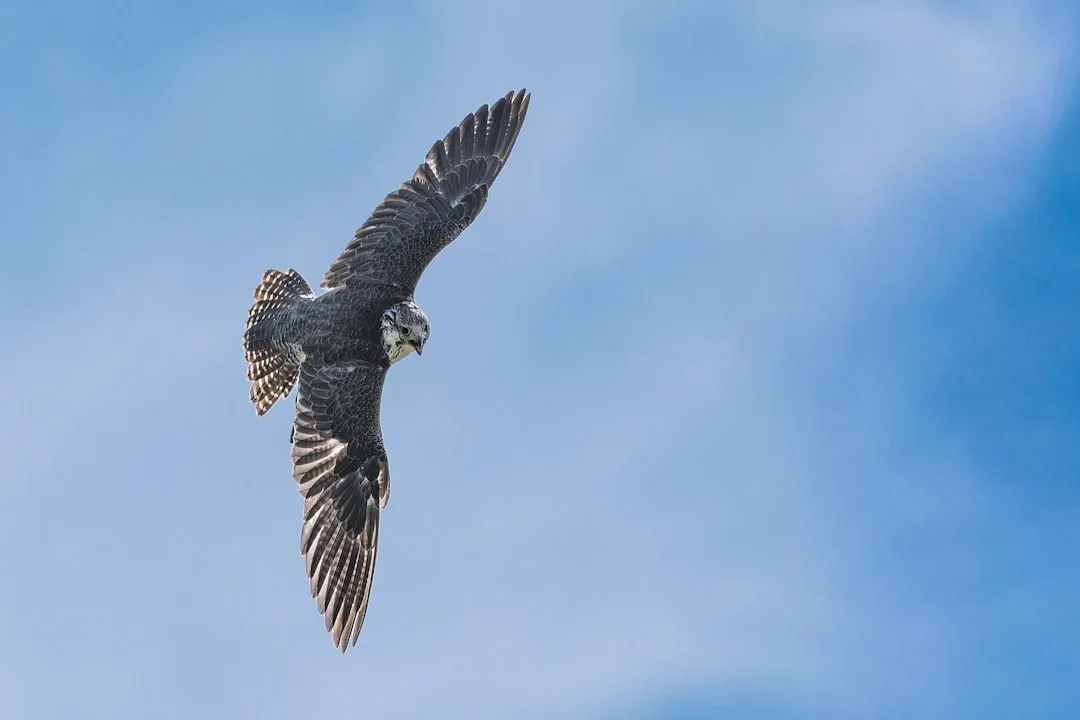 What Peregrine Falcons Can Teach Engineers (Image Credits: Unsplash)