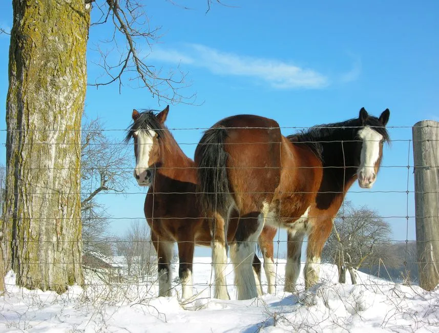 #16 - Clydesdales: The Iconic Feathers Are Doing More Harm Than Good (Image Credits: Pexels)