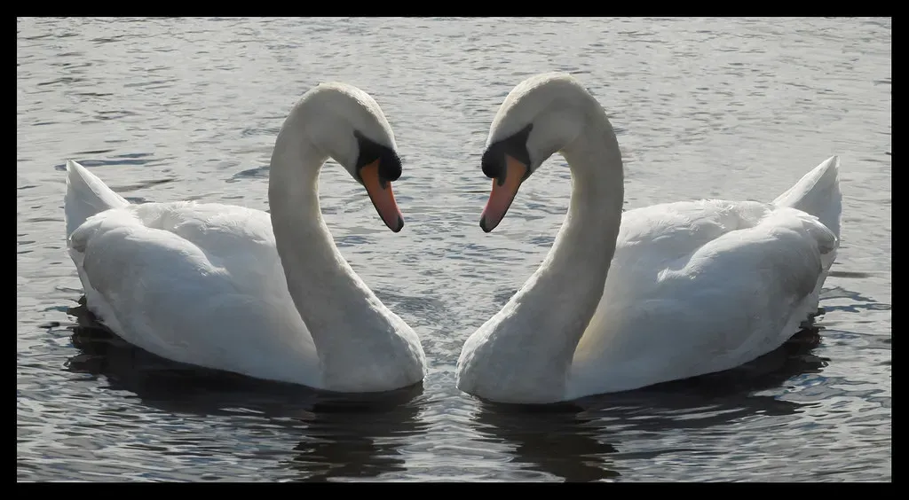 Libra and the Swan's Elegant Balance (Image Credits: Flickr)