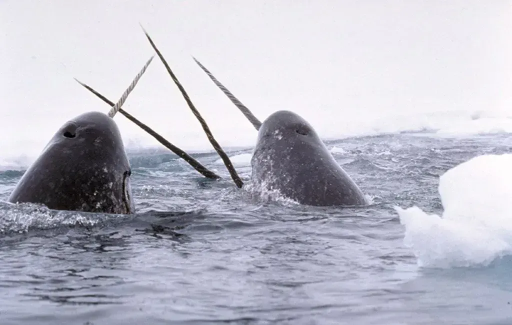 The Narwhal: The Ocean's Real-Life Unicorn (Image Credits: Source:Animalfactguide.com)