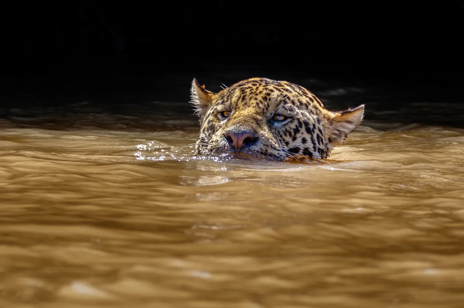 Water Lovers in a World of Land Predators (Jaguar in the Water, CC BY-SA 2.0)