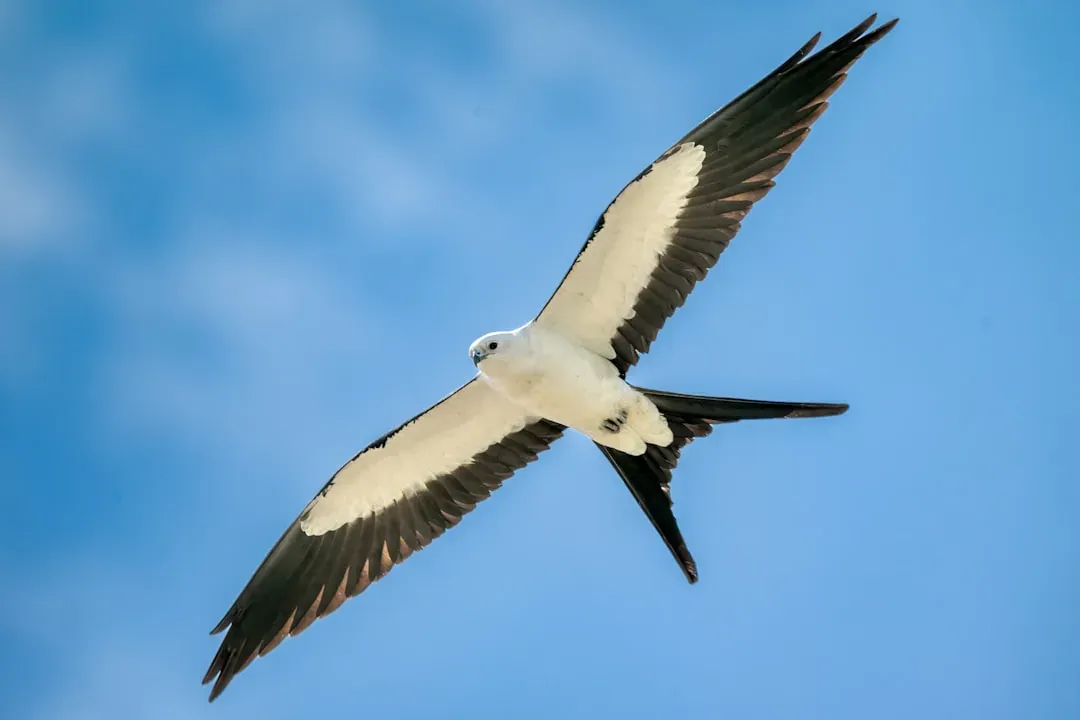8. Swallow-tailed Kite: Southern Skies Specialty (Image Credits: Unsplash)