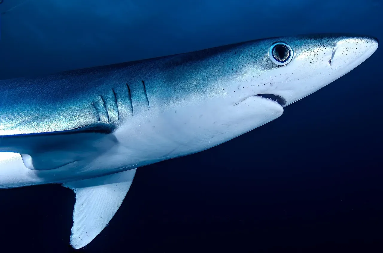 Sharks: The Ocean's Balance Keepers (Image Credits: Pixabay)