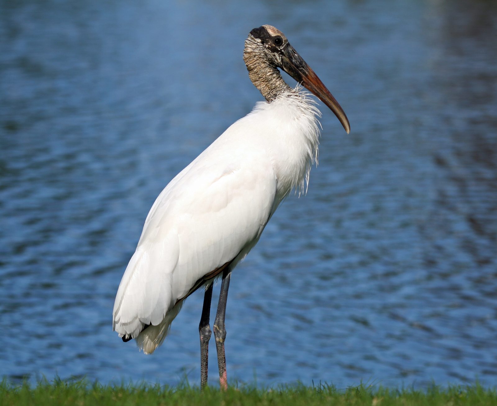 Wood Stork (Image Credits: Wikimedia)
