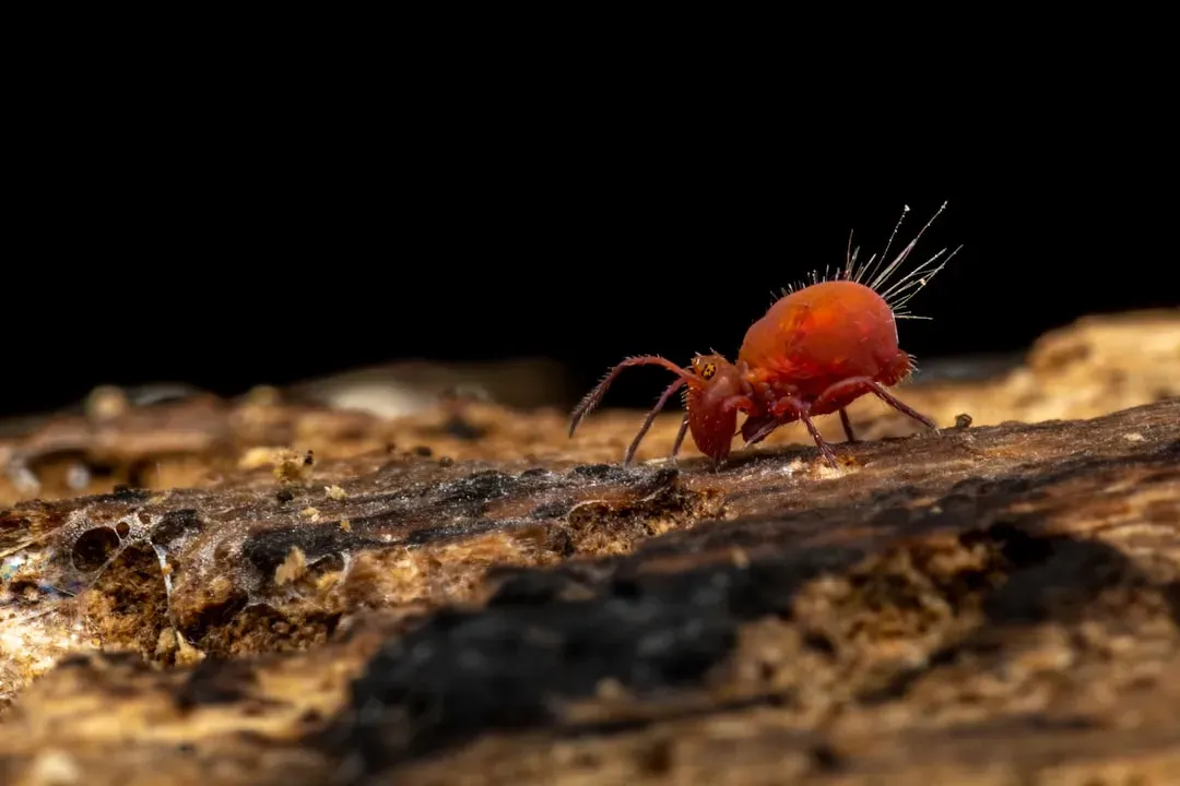 11. Red Imported Fire Ant - Tiny Terror, Massive Impact (Image Credits: Unsplash)