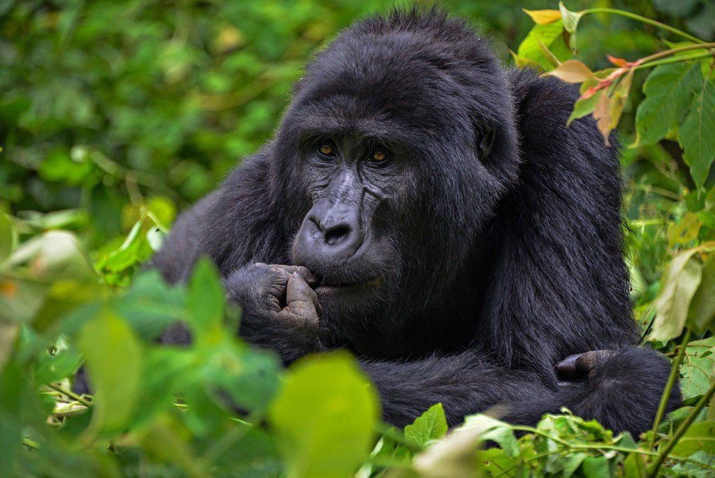 Taurus: The Steady Mountain Gorilla (Image Credits: Flickr)