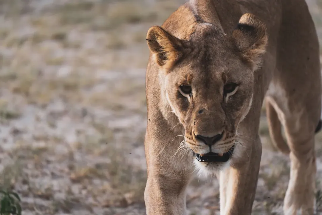 Myth 11: Lionesses Never Hunt Successfully Without Males (Image Credits: Unsplash)