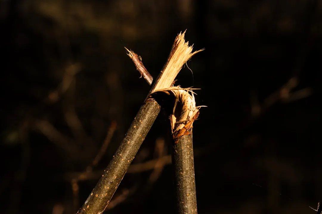 1. Disturbed Vegetation and Broken Twigs (Image Credits: Unsplash)