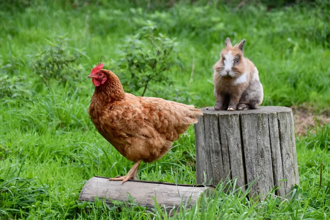 13. Magik the Hen: Freedom Was Her Only Language (Image Credits: Pixabay)