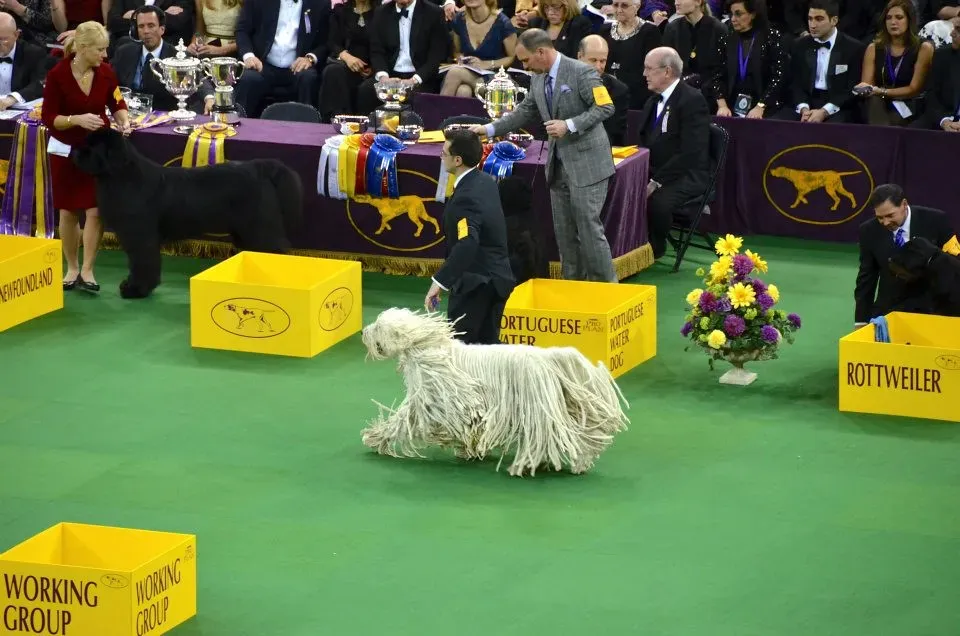 Komondor (Image Credits: Flickr)