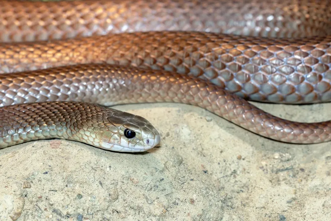 #6 Virgo (August 23 &ndash; September 22): The Eastern Brown Snake (Image Credits: Unsplash)