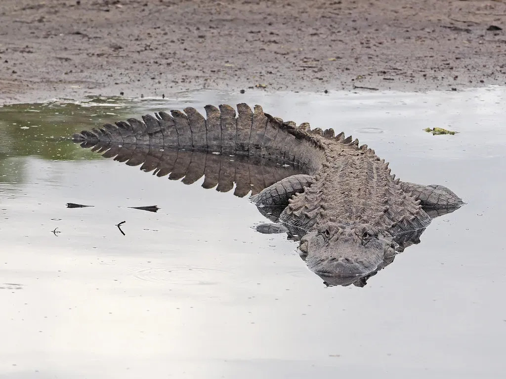 4. The American Alligator: So Successful It Became the Template (Judy Gallagher, Flickr, CC BY 2.0)