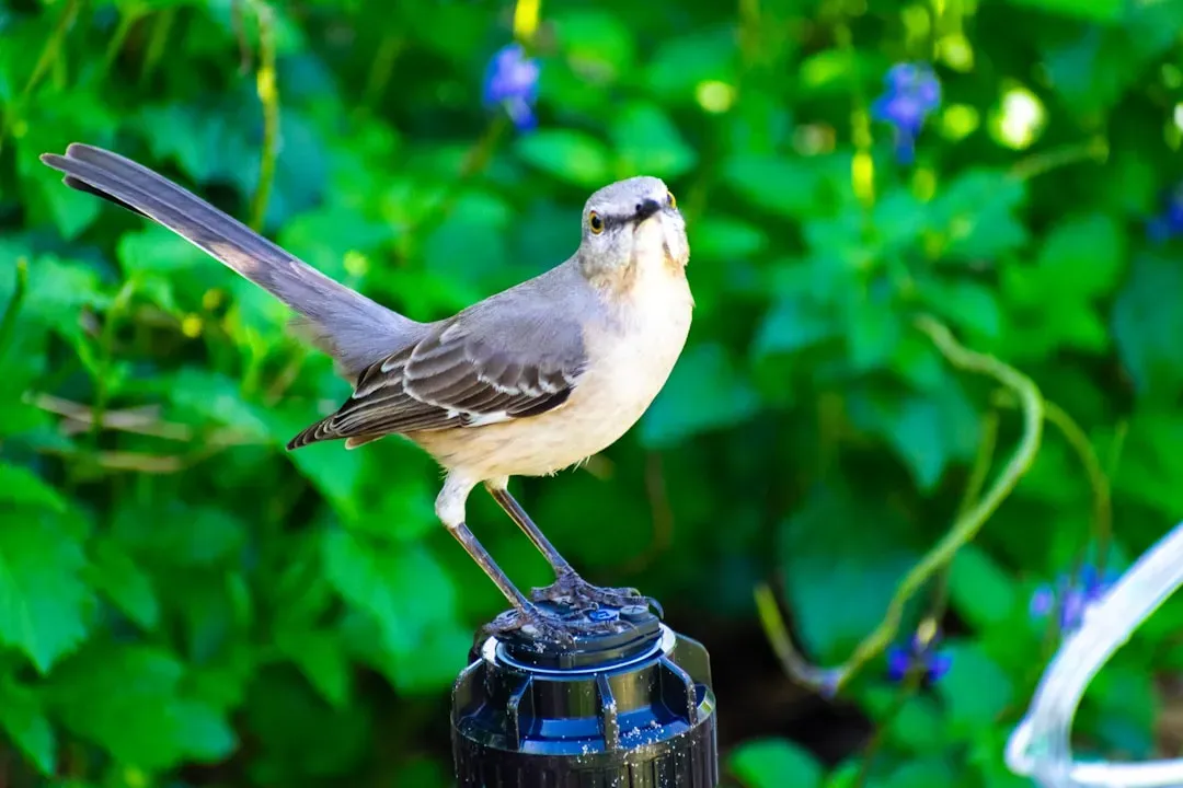 #4. The Northern Mockingbird Can Learn Over 200 Songs (Image Credits: Unsplash)