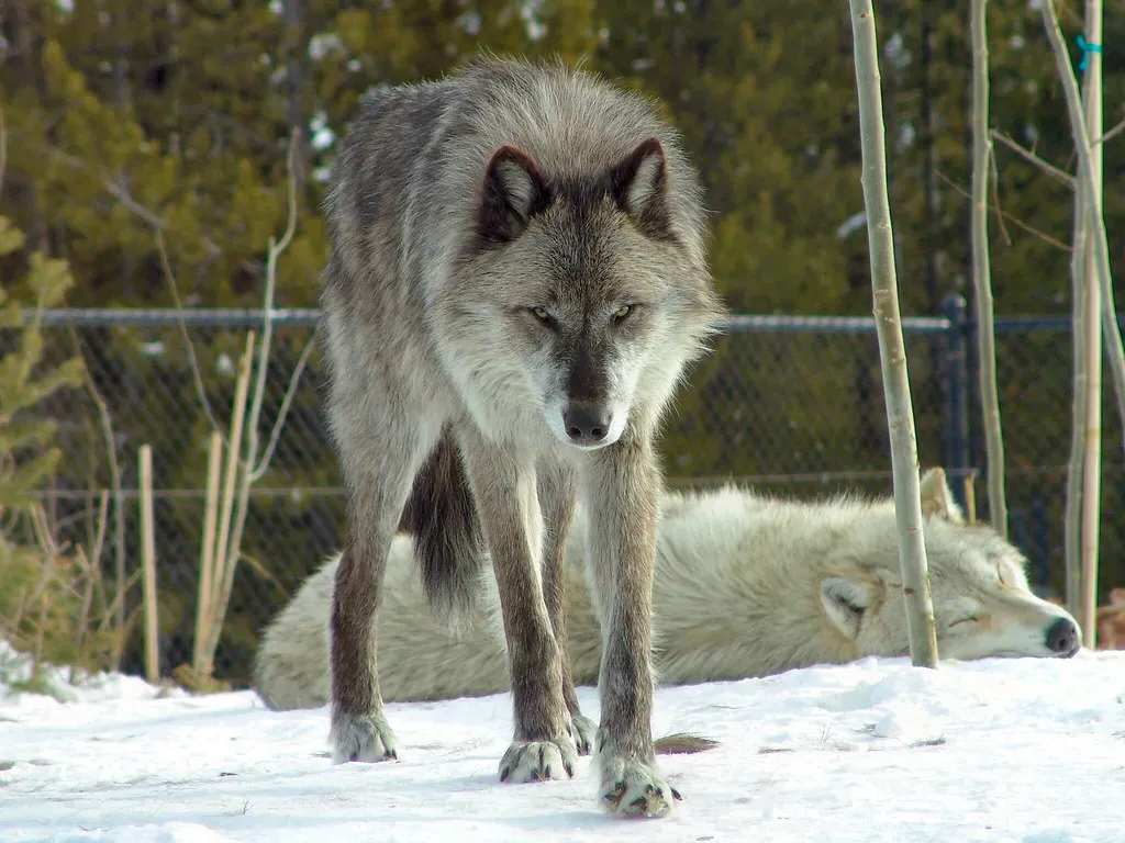 Why Montana Is Ground Zero for Grey Wolf Encounters (Dennis from Atlanta, Flickr, CC BY-SA 2.0)