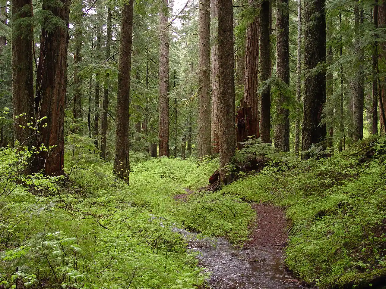 2. Forests Are Growing Back After a Century of Heavy Logging (By w:User:Nickpdx, Public domain)