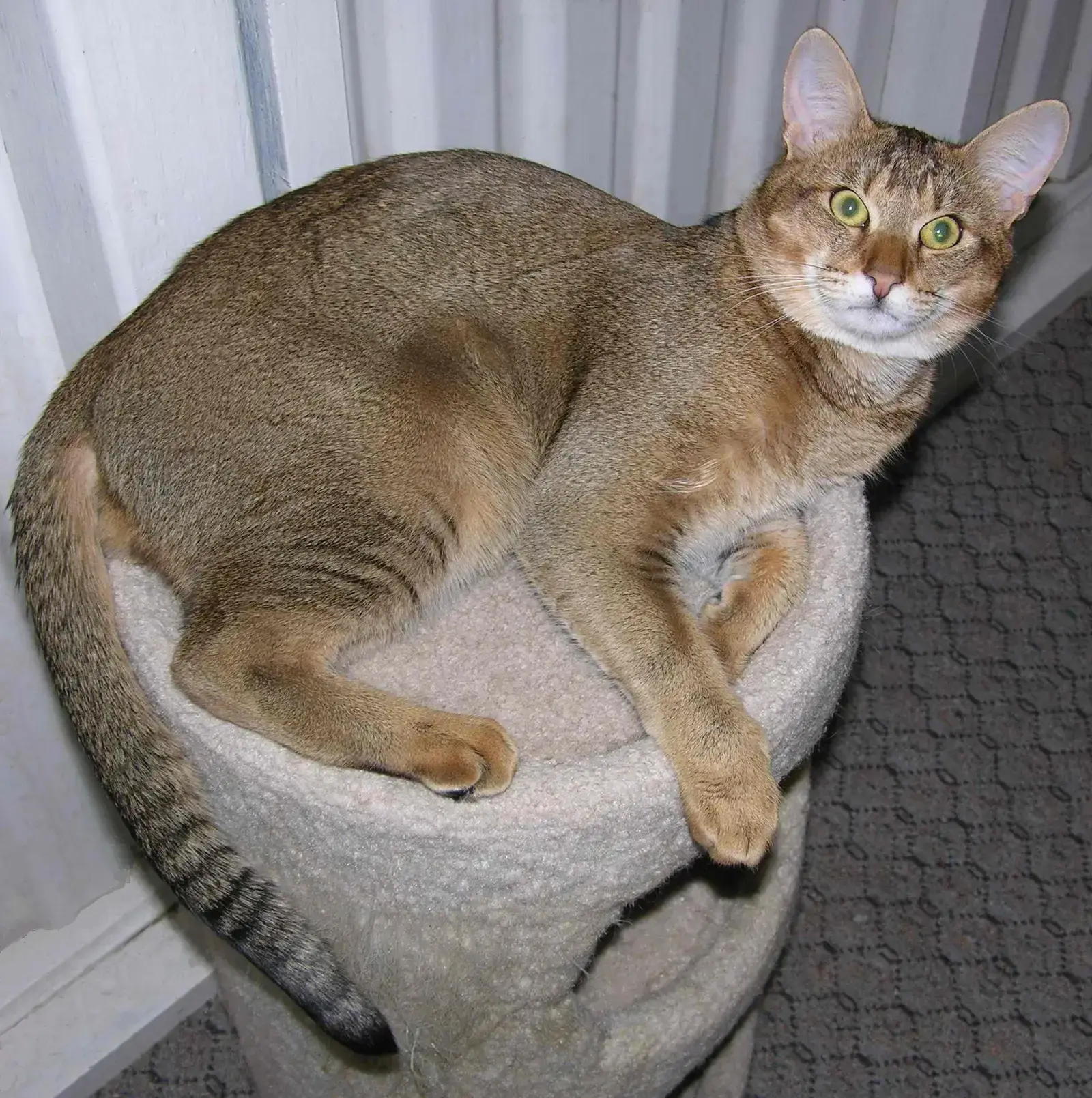 8. Chausie: The Hybrid Hunter That Eyes Small Things as Prey (Lance Klausner, Public domain)