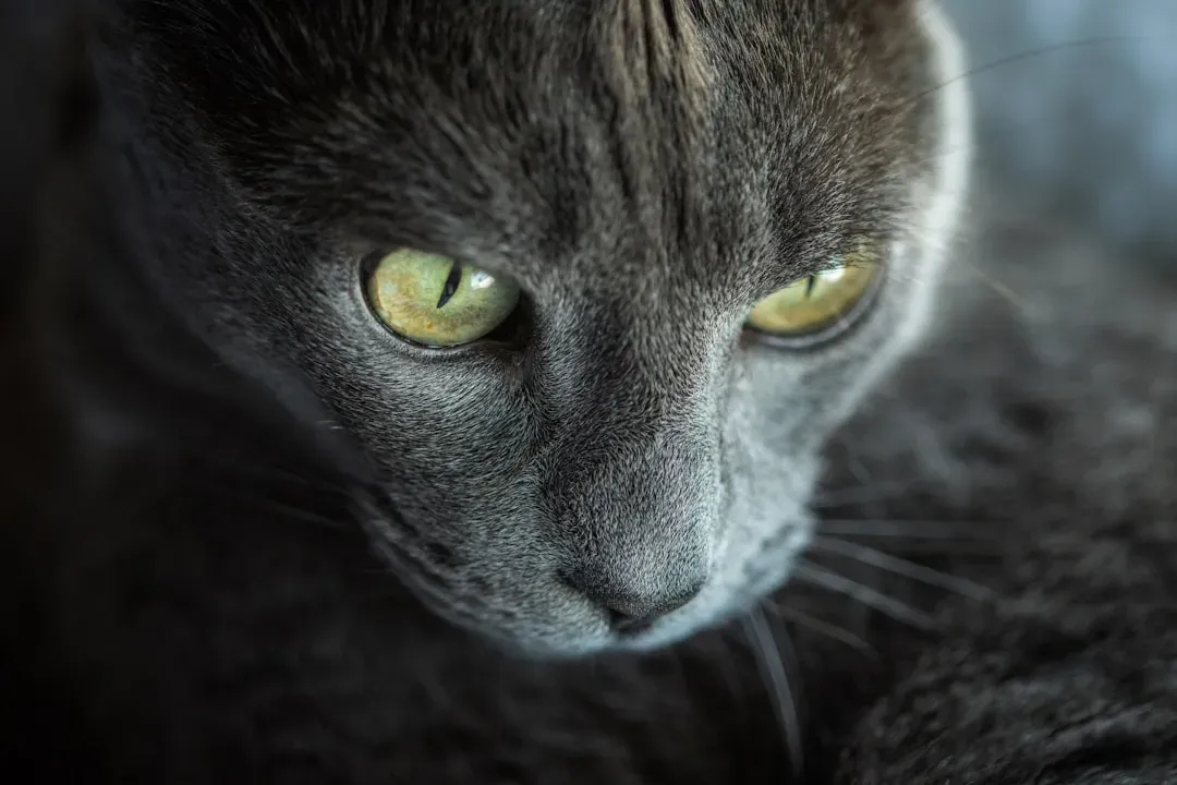 The Domestication Transformation: Changing Animals, Changing Ourselves (Image Credits: Unsplash)
