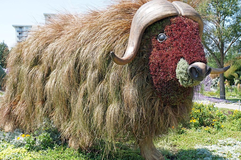 Musk Oxen (Image Credits: Flickr)