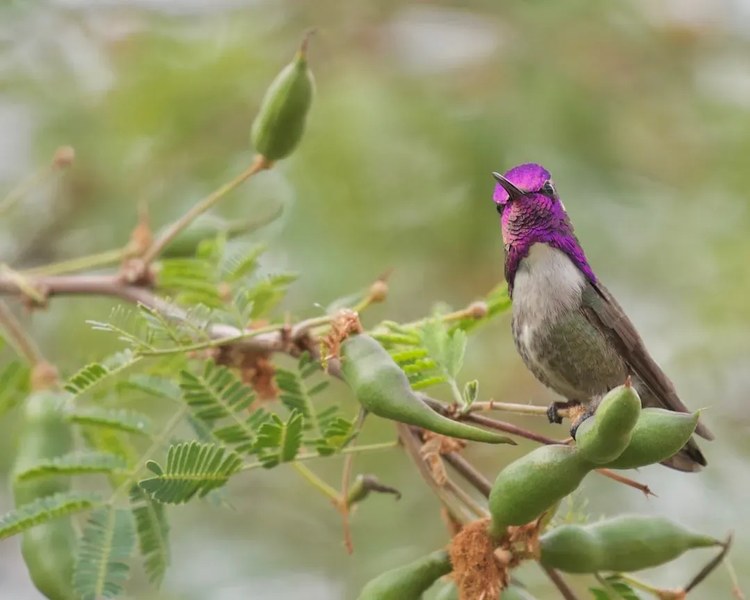 Libra (September 23 &ndash; October 22): The Violet-Crowned Hummingbird (Image Credits: Unsplash)