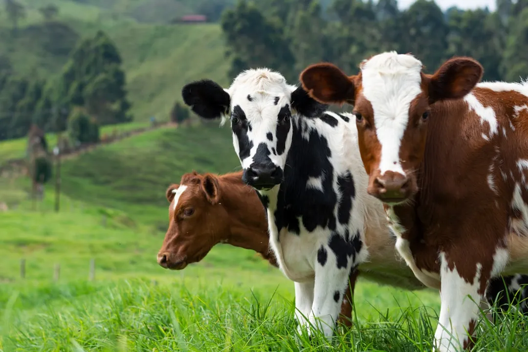 #34 - Farm Cattle: Calm With Familiar People, Not One-Person Loyal (Image Credits: Unsplash)