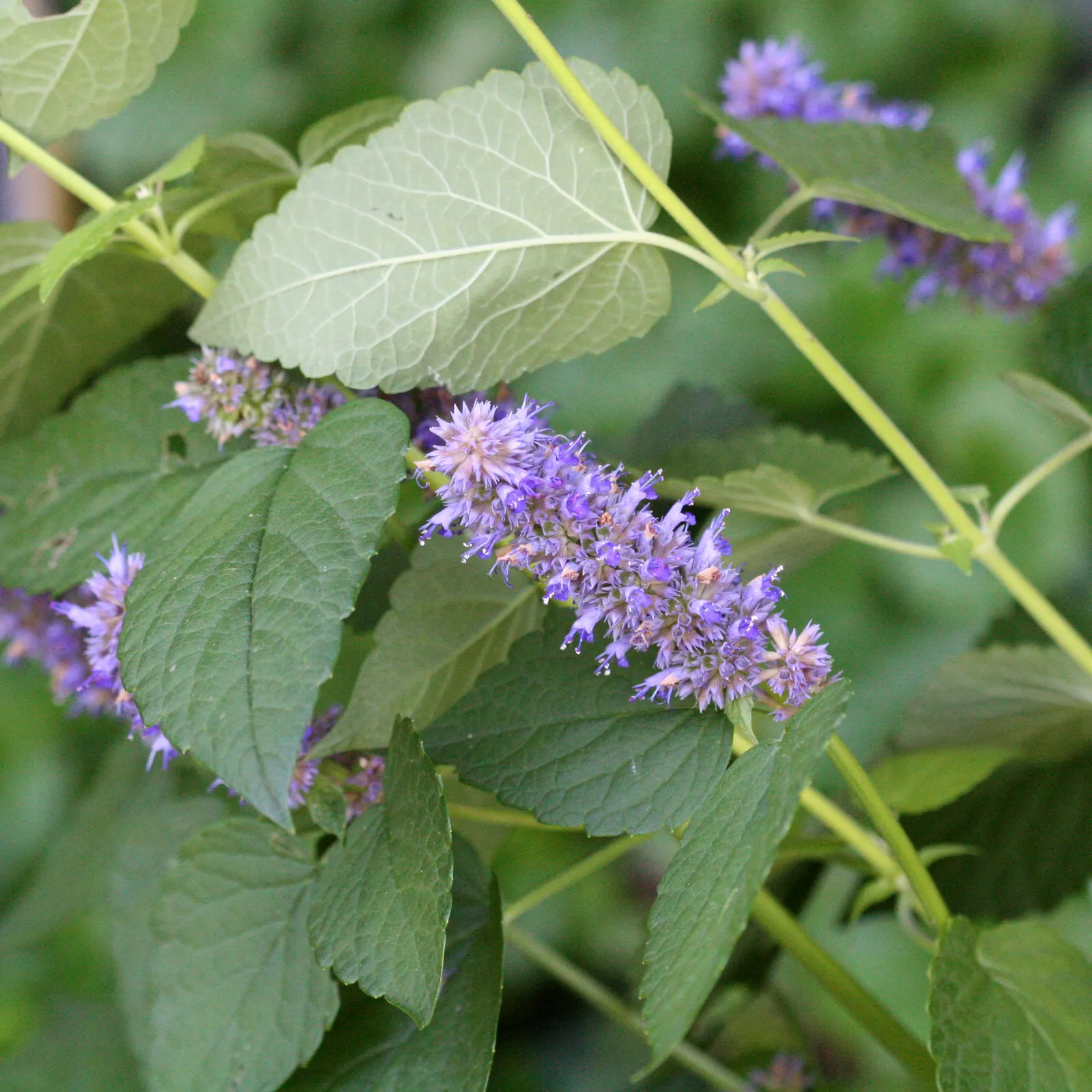 #7 Lavender Hyssop (Agastache foeniculum) (By R. A. Nonenmacher, CC BY-SA 4.0)