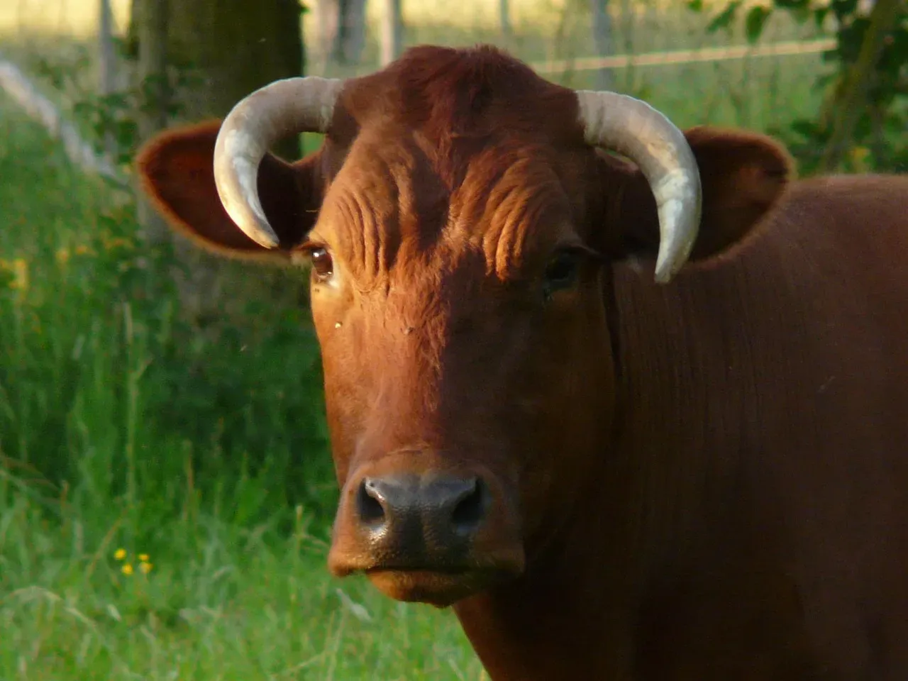 Taurus: The Sacred Bull of Earthly Abundance (Image Credits: Pixabay)