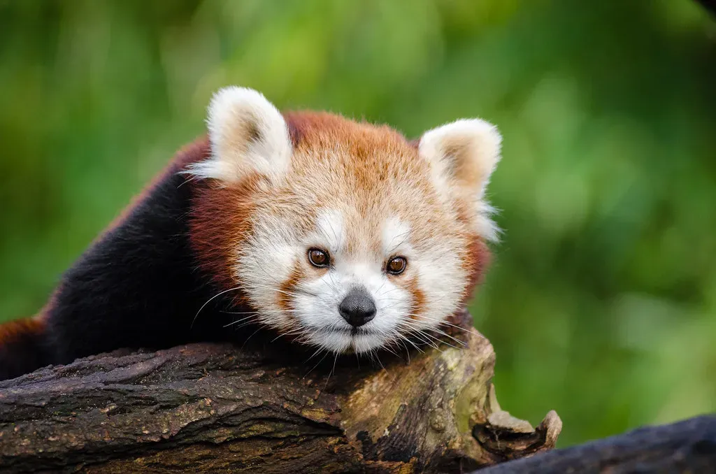 Aquarius: The Red Panda's Unique Adaptability (Image Credits: Flickr)
