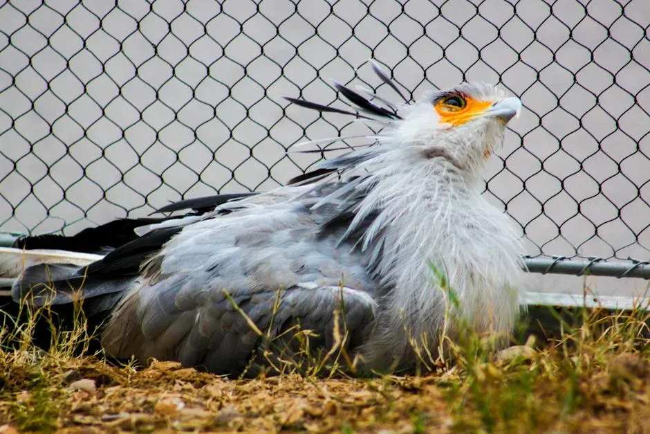 Its Feathers Are Actually Weapons and Armor (Image Credits: Pexels)