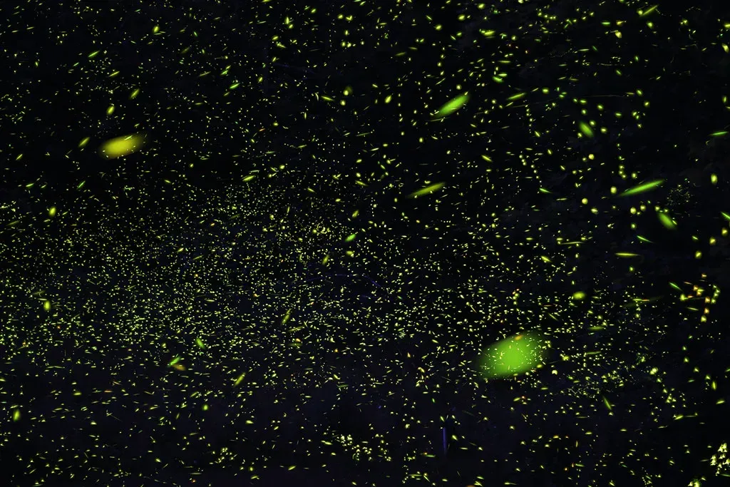 Firefly Populations Face Pressure From Habitat Loss And Light Pollution (s58y, Flickr, CC BY 2.0)