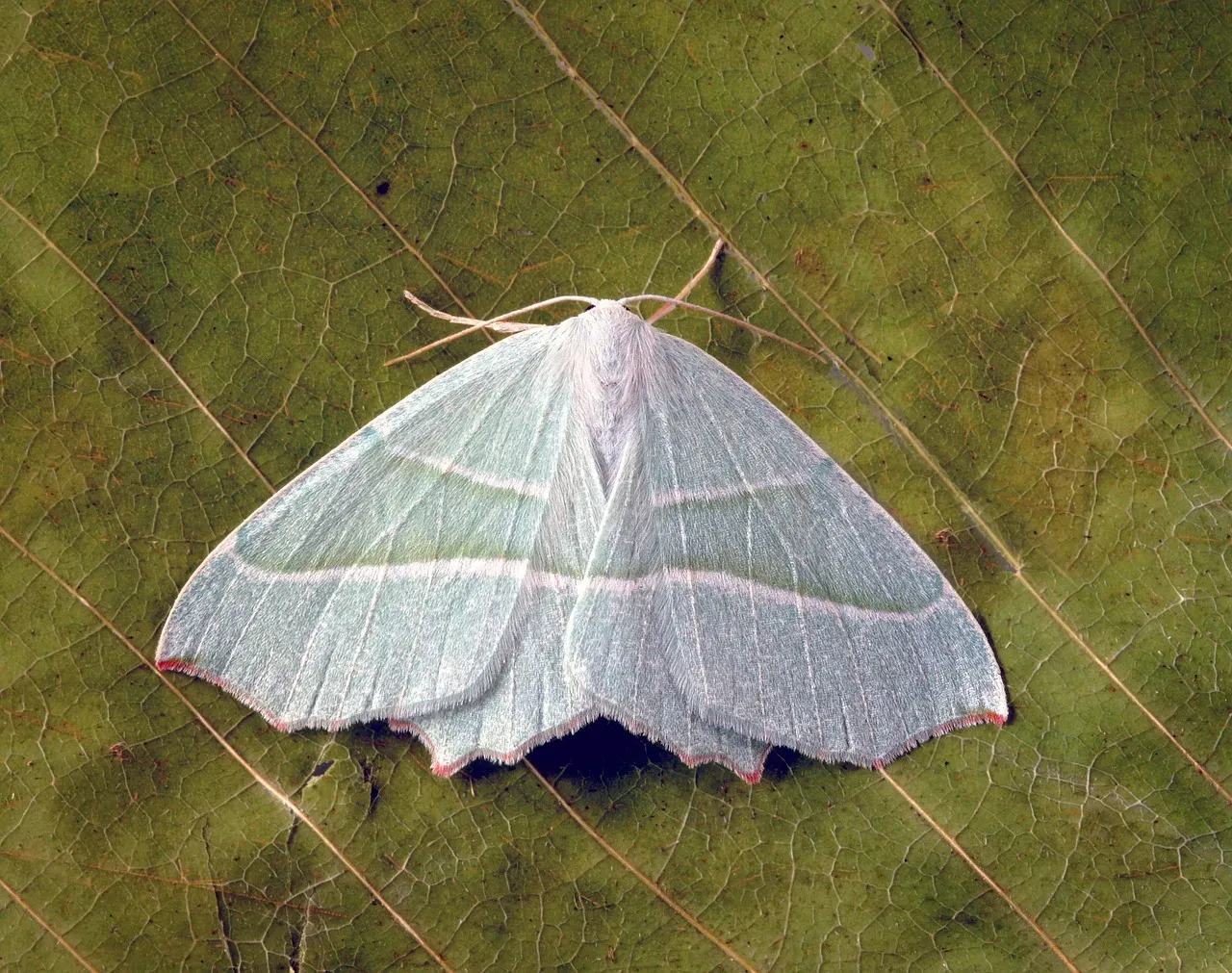 Cancer: The Moth (Image Credits: Pixabay)