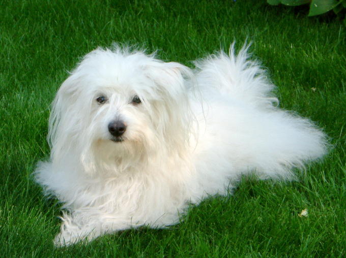 Coton de Tulear - The Royal Cotton Ball (Image Credits: Wikimedia)