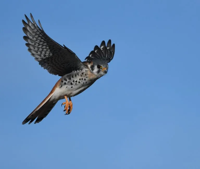 #11 Females leave for the winter before the males do (Image Credits: Pexels)