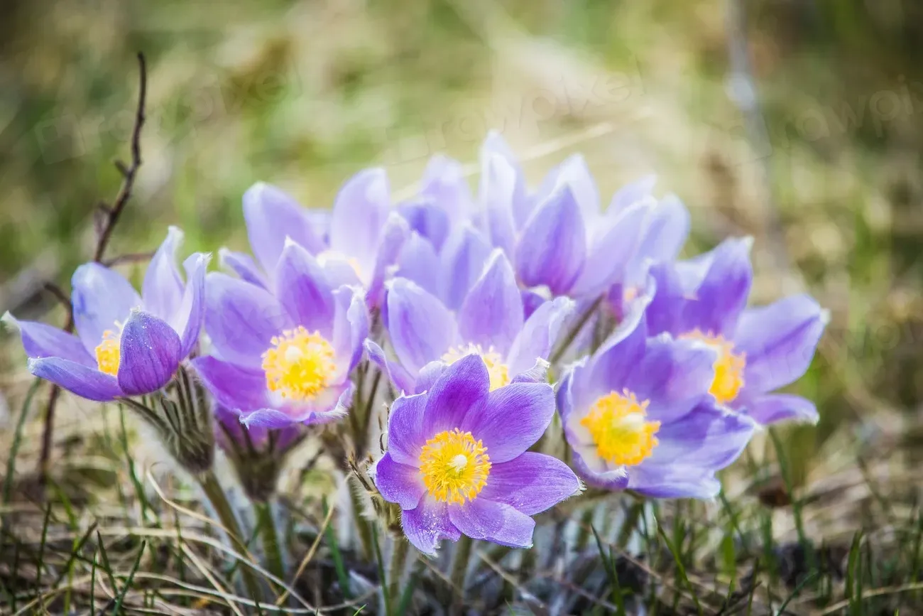 8. Plant for Year-Round Food and Seasonal Blooms (Image Credits: Rawpixel)