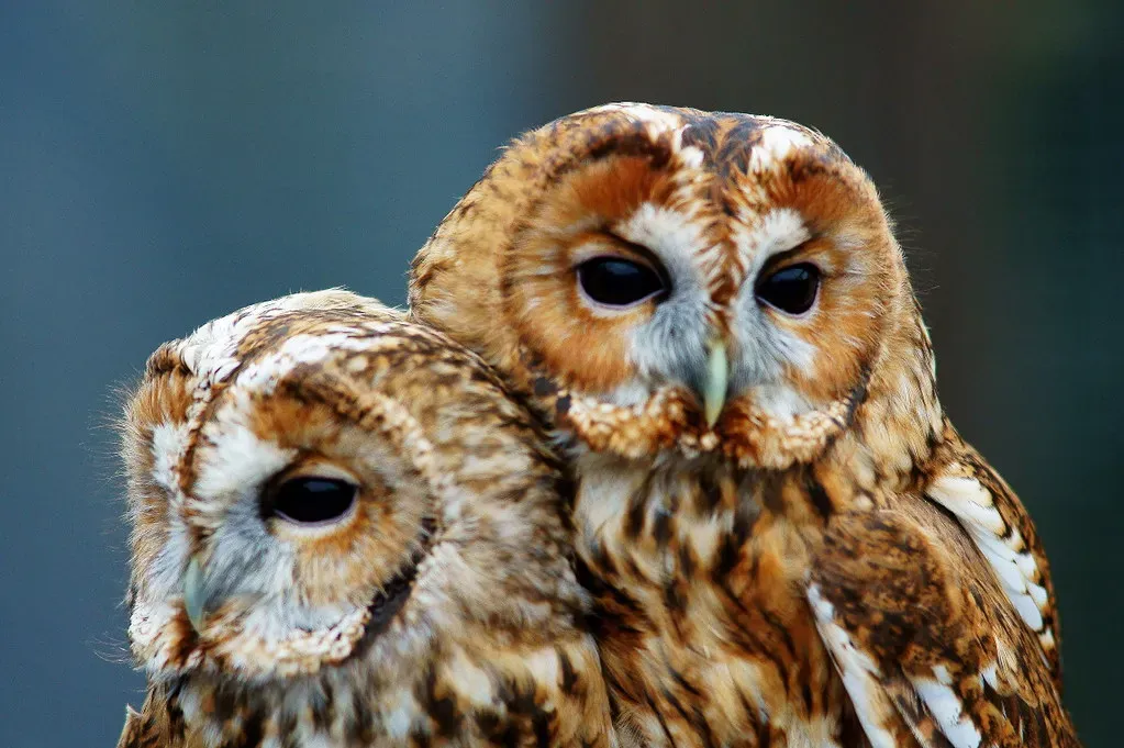 Virgo (August 23 &ndash; September 22): The Owl (Image Credits: Flickr)