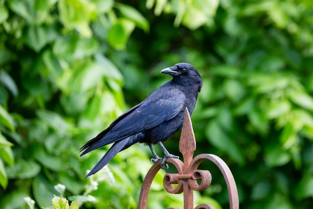 Conclusion: Death as Data, and Why I Think Crows Get It Right (Image Credits: Unsplash)